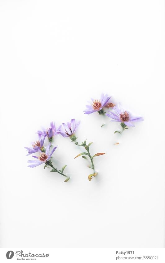 Purple flowers floating in a milk bath. Wellness and cosmetics Flower Milk be afloat Blossom Delicate Dreamily Spa Cosmetics concept Personal hygiene Cream