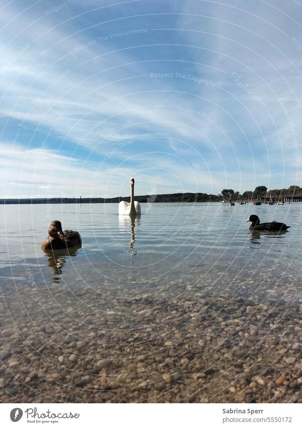 Waterfowl on the Ammersee waterfowl Swan Coot Duck feminine Lake Ocean Sky Cloudless sky clear Clouds Schlieren Bird Nature Animal White Reflection Colour photo