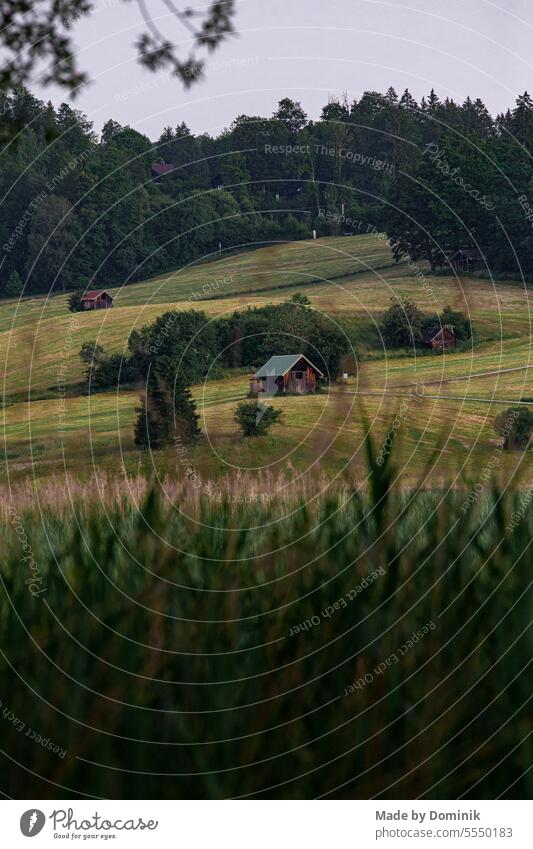 Barn on pasture Willow tree Landscape Nature Meadow Summer Grass Green Sky Field Agriculture Environment Mountain Farm Exterior shot Rural Hill country