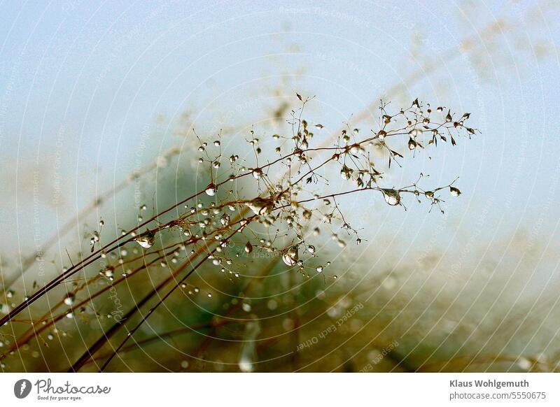 Blades of grass heavy with rain bend under the weight of water beads raindrops Rain blades of grass Drops of water Wet wet grass Delicate Close-up Water Nature