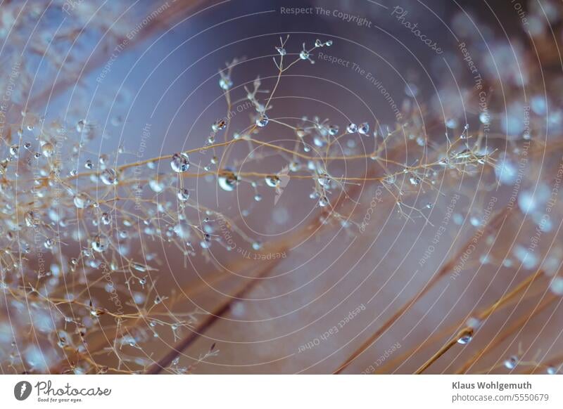 After the night's rain, filigree grass leans heavily on its side. Water beads have caught in the ramifications and sparkle against a cold blue background Drop