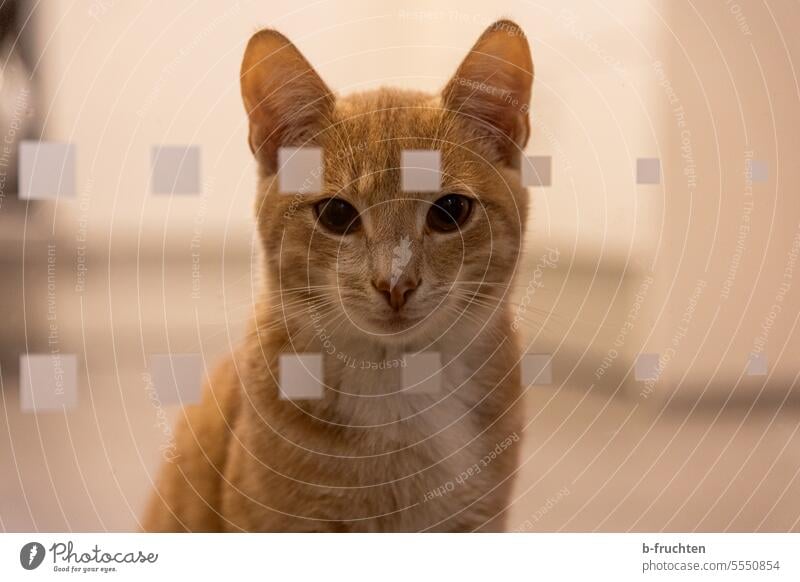 House cat behind glass door Cat Glass Pet Animal Animal portrait Colour photo Interior shot Domestic cat Observe Looking Glass door Wait Curiosity Watchfulness