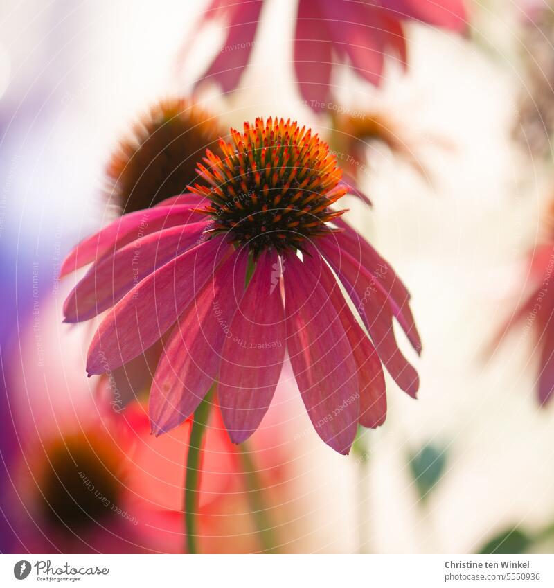 red sun hat Rudbeckia Flower Summer purple echinacea Purple coneflower Purple cone flower Red Medicinal plant Garden Shallow depth of field Flowering plants