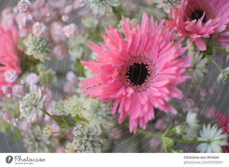 Bouquet with pink gerbera, pink gypsophila and white starry umbel Astrantia major Baby's-breath pink flowers white aster Feasts & Celebrations Valentine's Day