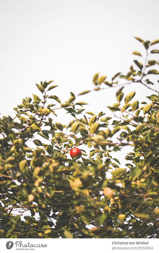 The last red apple hangs in the tree Apple Apple tree Fruit Nature Tree Garden Autumn Red cute Juicy Delicious Authentic Cox Orange on apple a day Vitamin-rich