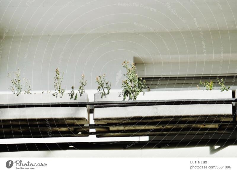 Balcony left behind... weeds are spreading in the balcony boxes left behind at home Gray atmospheric dwell High-rise House (Residential Structure) Building