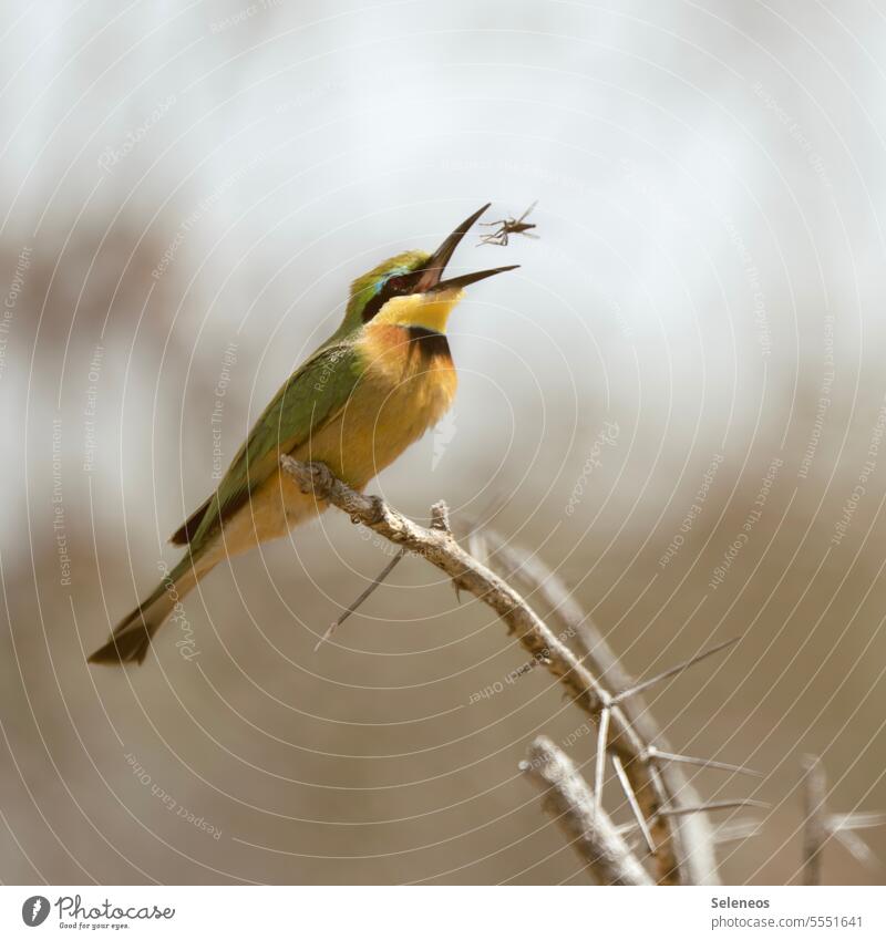 small snack Dwarf pint Bee-eater Bird To feed Prey wildlife Animal Exterior shot Nature Colour photo Day Wild animal Animal portrait Beak Grand piano Feather