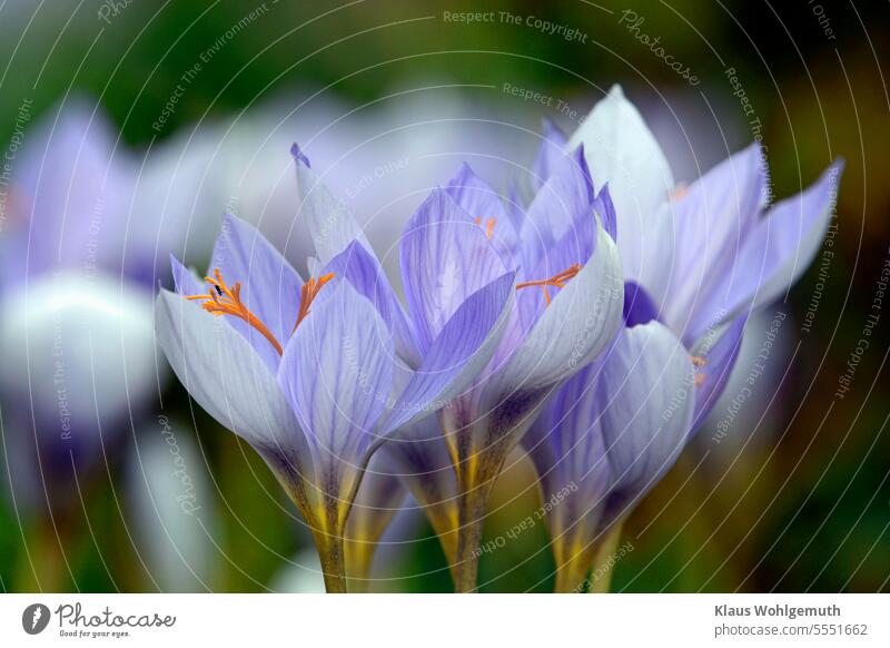 A small group of splendid autumn crocus (Crocus speciosus) opens to show their stamens. In the background more autumn crocuses Splendor autumn crocus