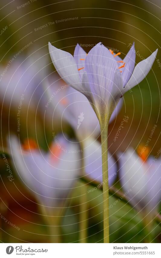 Graziel splendor autumn crocus (Crocus speciosus) opens its flower on a slightly overcast October day. Its delicate blue hues harmonize beautifully with the yellow-orange stamens. In the background, more flowers.