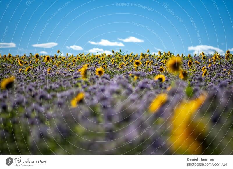 Field with flowering "tufted beauty" (Phacelia tanacetifolia) and sunflowers in autumn. Tufted Beauty phacelia tanacetifolia bee friend bee-friendly