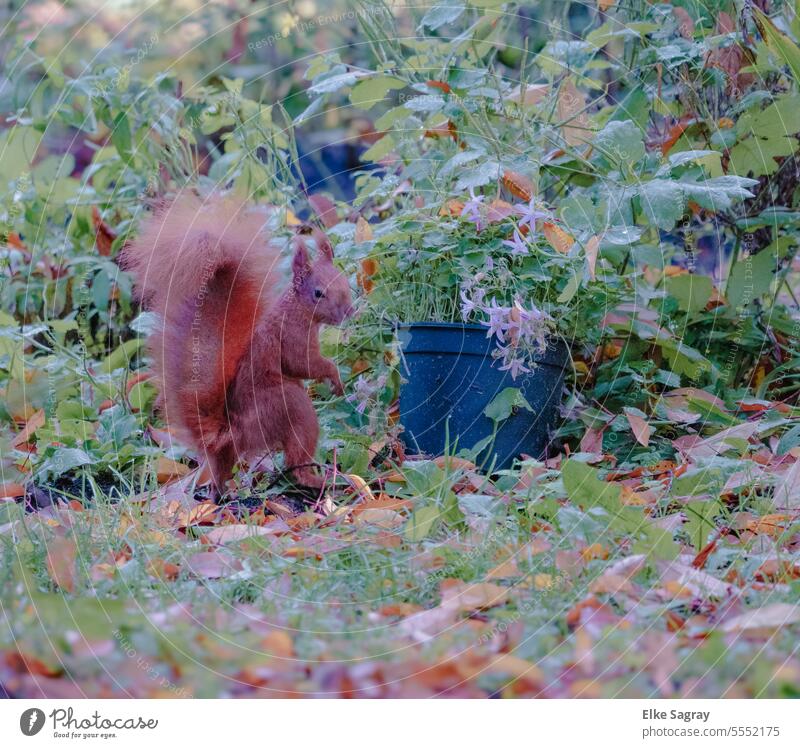 Squirrel standing in garden Animal Nature Cute Tree Wild sciurus vulgaris Close-up Looking Exterior shot Animal face Head Nose Sunlight