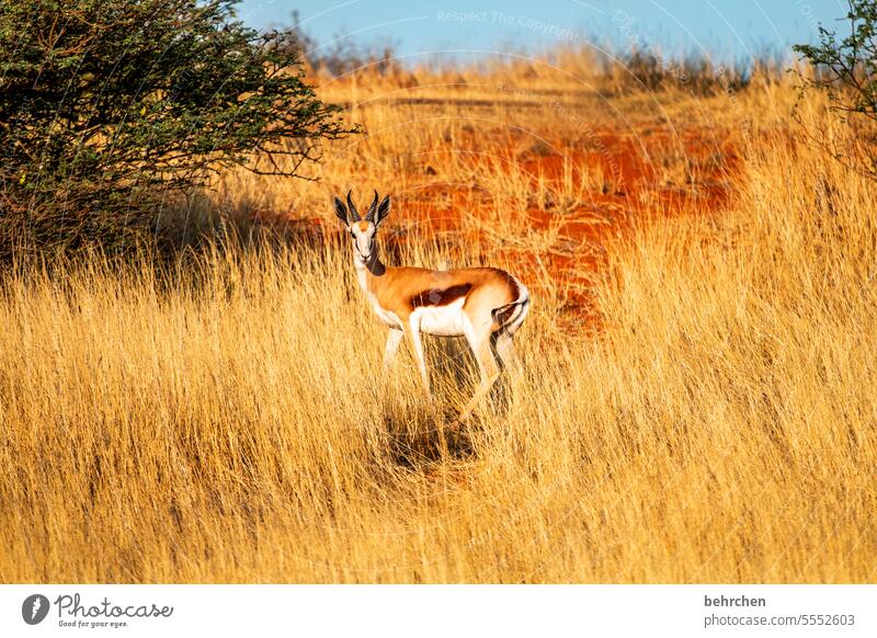 Who the fuck are you? Wild Free Animal portrait Fantastic Wild animal Springbok Antelope Wilderness Namibia Safari Africa Far-off places Wanderlust travel