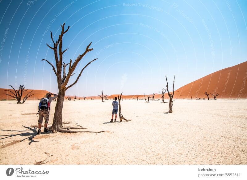 pedigree Dead Vlei Wanderlust Longing Namibia Far-off places Desert Africa Sesriem Sand Exterior shot Sossusvlei Colour photo Loneliness Freedom Nature