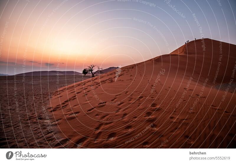 Between heaven and earth Longing dune 45 Shadow travel Sand Desert Light Adventure Wanderlust Gorgeous Loneliness Colour photo Africa Sossusvlei Landscape