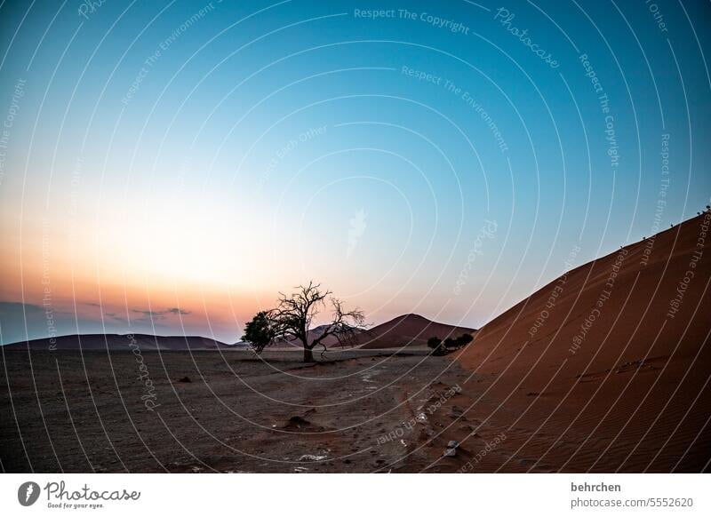 A new day Sky Fantastic Dream Hope Sun Sossusvlei Exterior shot Sesriem dune 45 Sand Desert Africa Namibia Far-off places Wanderlust Longing travel Colour photo