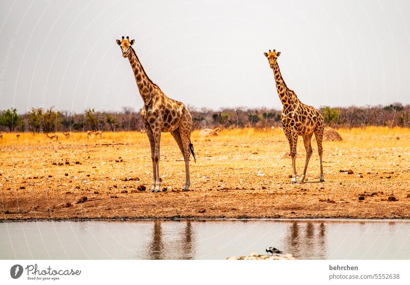 let's see... etosha national park Etosha Waterhole Wild Africa Exterior shot Far-off places Namibia Wanderlust Colour photo Freedom Nature Adventure Landscape