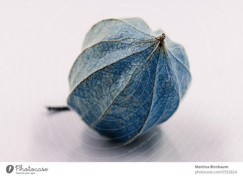 The fragile lantern of the Peruvian groundcherry, Physalis edulis cape fresh healthy food nature fruit macro physalis vitamin gooseberry season organic closeup