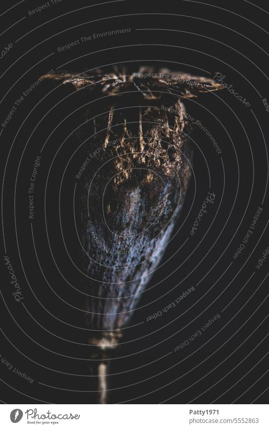 Corn poppy seed pod against black background. Macro shot Poppy Low-key Seed capsule macro Close-up Detail Shallow depth of field Nature Plant Flower Faded