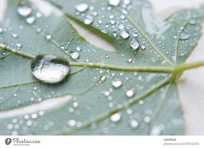 leaf with raindrop 2 Water Wet Drop Leaf Rain Autumn Nature Drops of water Plant Detail Damp Reflection Glittering glittering Rainy weather moisture