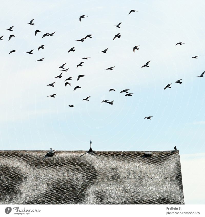 The big flutter Sky Clouds Roof Roofing tile Bird Flock Flying Free Blue Gray Black Esthetic Freedom Society Far-off places Attachment Colour photo