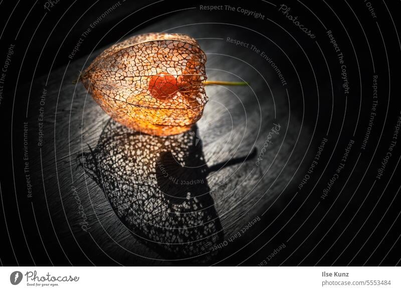 Physallis in the light Light Shadow shadow cast Contrasts Physalis Pattern Shadow play Structures and shapes Light and shadow natural light