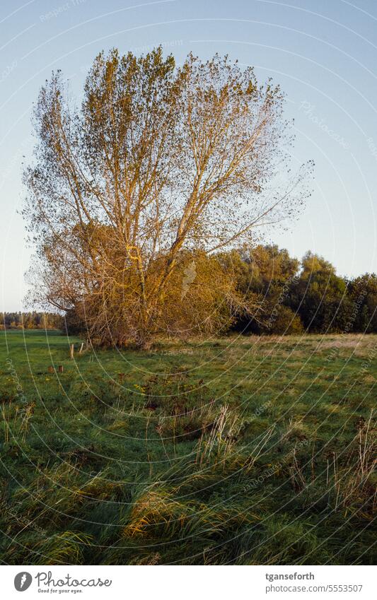 Poplar tree in sunrise Sunrise Nature reserve floodplain Landscape Tree Meadow Sky Colour photo Exterior shot Autumn Floodplain Morning Grass Sunlight Emsland