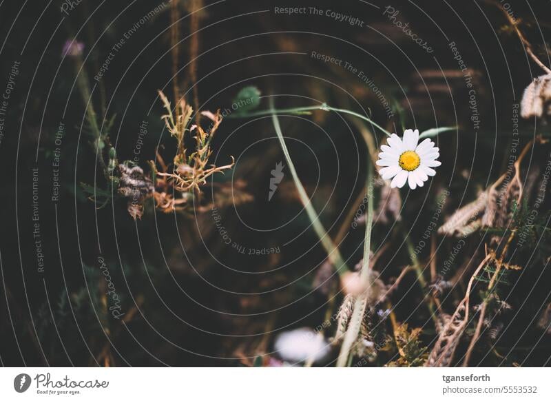 flower meadow Flower meadow Flowering meadow Summer Nature Meadow wild flowers Environment Plant Blossoming Wild plant Colour photo Close-up Meadow flower