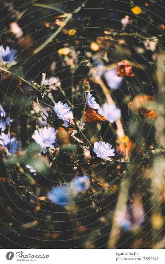 flower meadow Flower meadow Flowering meadow Summer Nature Meadow wild flowers Environment Plant Blossoming Wild plant Colour photo Close-up Meadow flower