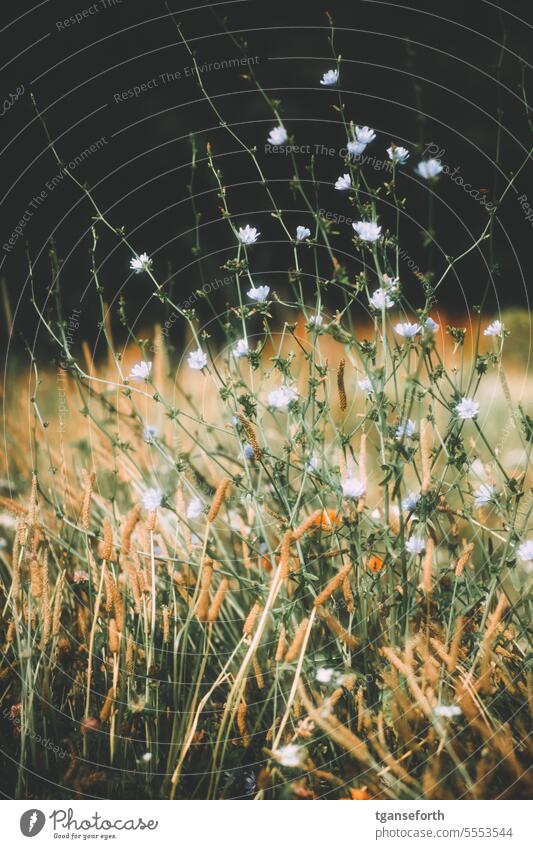 flower meadow Flower meadow Flowering meadow Summer Nature Meadow wild flowers Environment Plant Blossoming Wild plant Colour photo Close-up Meadow flower