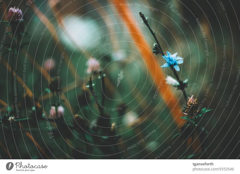 flower meadow Flower meadow Flowering meadow Summer Nature Meadow wild flowers Environment Plant Blossoming Wild plant Colour photo Close-up Meadow flower