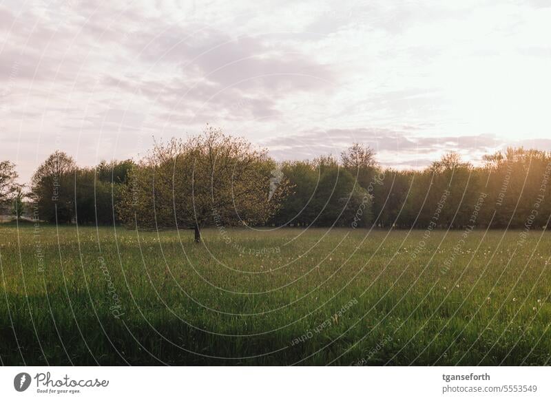 Sunset over the meadow Evening Twilight Dusk Landscape Light Sky Deserted Exterior shot Beautiful weather floodplain Emsland Colour photo