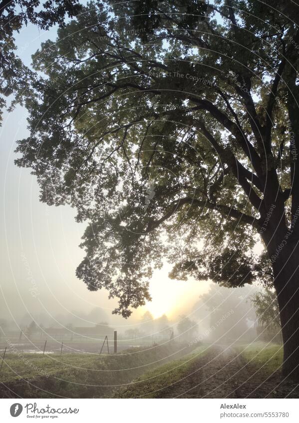 Sunrise/ morning mood in early autumn, a foggy dirt road to fenced pastures with drainage ditch trees Morning in the morning Moody Willow tree Fenced in