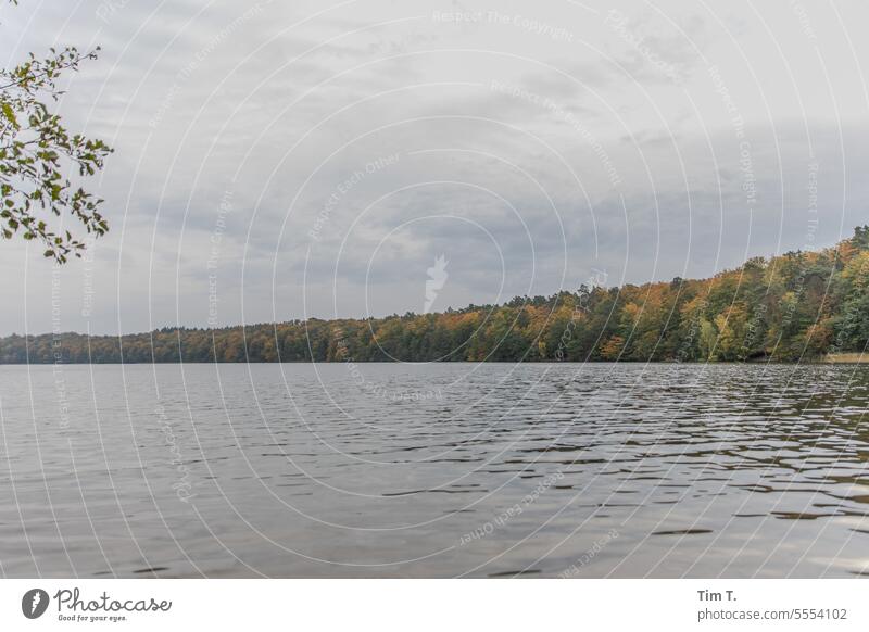 Lake with autumn forest liepnitzsee Autumn Brandenburg Sky cloudy Forest Nature Exterior shot Colour photo Landscape Water Deserted Environment Day Tree