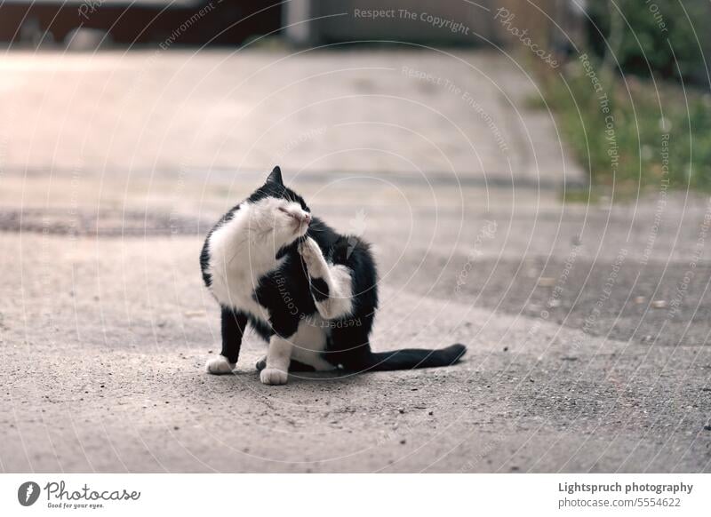 Street cat resting on backyard and try to scratching its skin. tuxedo cat stray cat sitting stray animal flea - insect animal body part animal hair animal skin