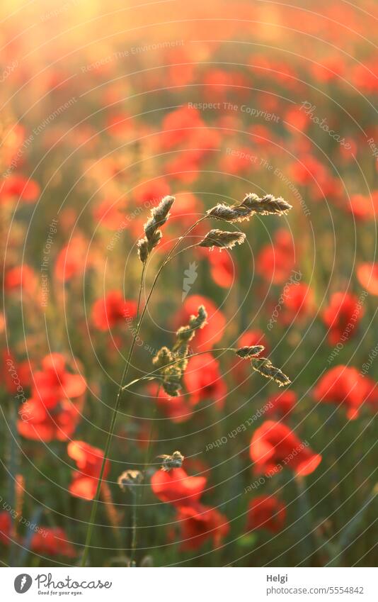 Grasses in the poppy field blade of grass seed stand Poppy Poppy blossom Poppy field wax Evening sun Sunlight Nature Plant Exterior shot Deserted Summer Blossom