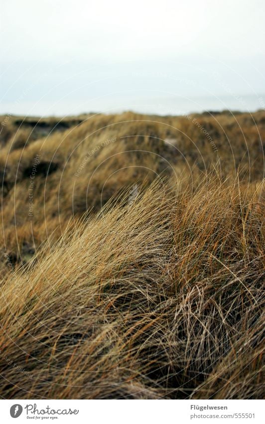 Grass and shore, wind and vastness... Vacation & Travel Tourism Trip Plant Tree Flower Bushes Moss Foliage plant Wild plant Coast Lakeside Beach Bay North Sea