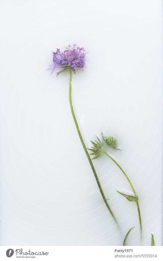 Purple flower floating in a milk bath. Wellness and cosmetics concept. Flower Blossom purple be afloat Cosmetics Spa Personal hygiene Plant Delicate Dreamily