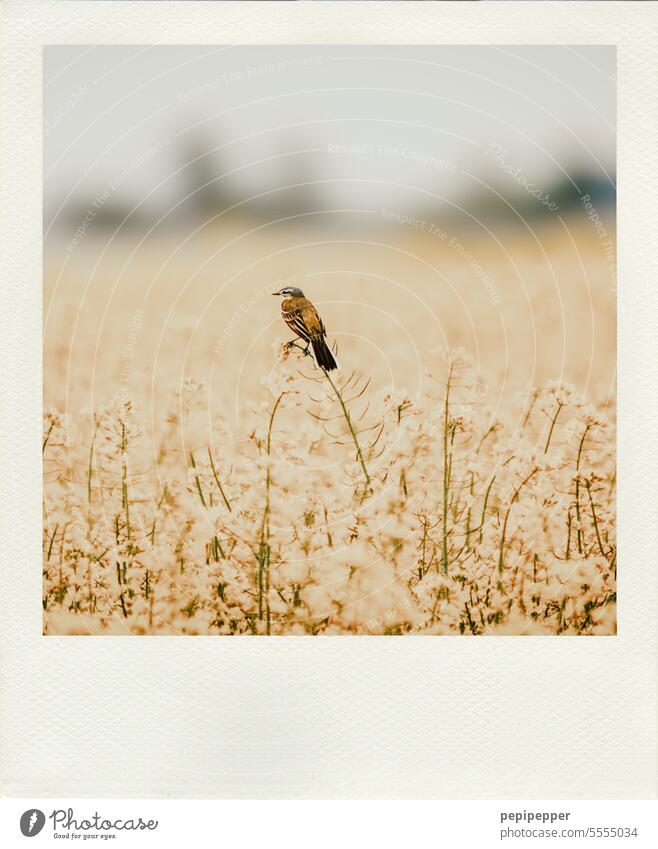 Bird in rape field birds Wild animal Freedom Animal Canola field Oilseed rape flower Exterior shot Yellow birdwatching Nature Colour photo Environment