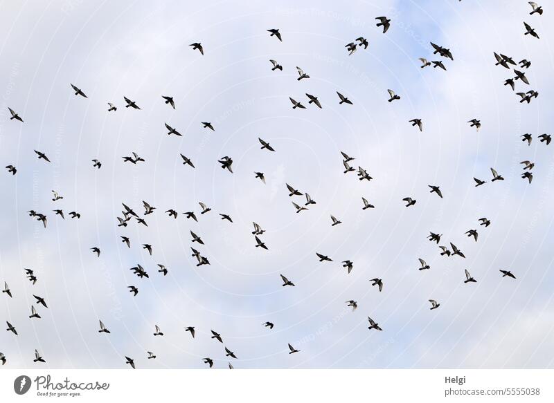 Wide open spaces | even more pigeons over Bremen birds Flock Flock of pigeons Sky Clouds Flying Air Bird Flock of birds Group of animals Nature Freedom Animal