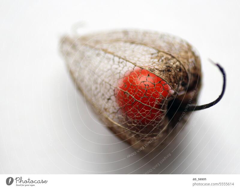 physalis Physalis Chinese lantern flower Fruit Vitamin C Orange salubriously Sour Food Nutrition Healthy Fresh Organic produce Vitamin-rich Fruity Close-up