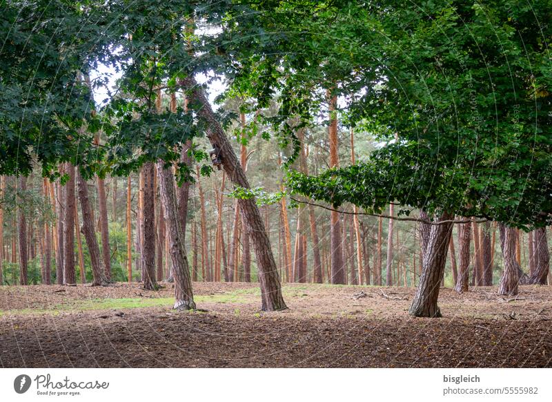 Forest in autumn Autumn Brown Green Nature Exterior shot Colour photo Deserted Day Plant Environment Tree Landscape Wood Subdued colour Calm