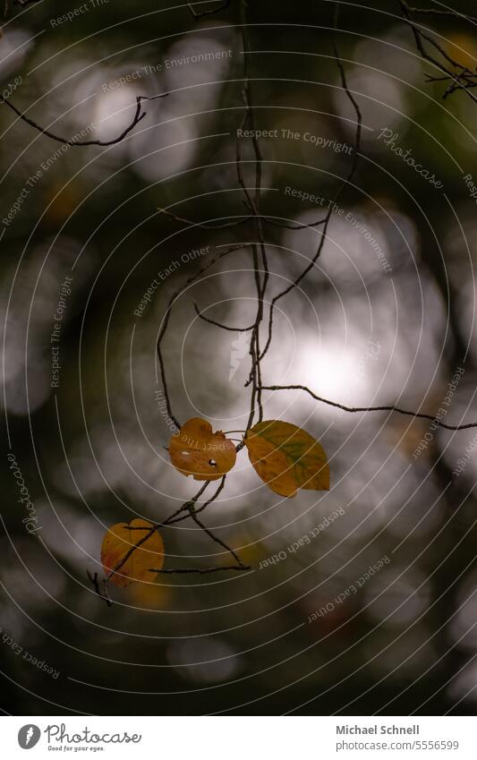 autumn leaves Autumn Autumnal autumn colours Autumn colour Autumnal colours Dark autumn mood Seasons Autumn Season Transience Autumnal weather Leaf Yellow