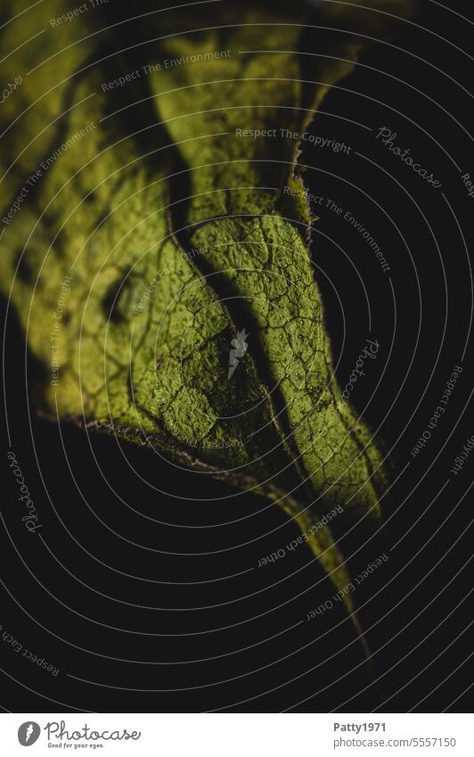 Dried up leaf of a flower against black background. Macro shot Leaf Flower Low-key Plant Transience Nature Autumn Death macro detail Close-up Shriveled