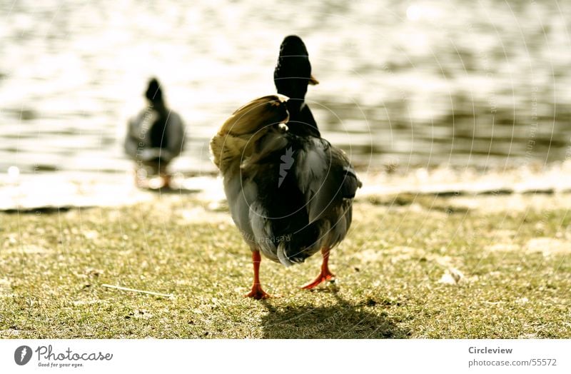 Let's go - take a bath! The sun is shining Lake Grass Spring Bird Drake Waddle Single-minded Following Walking Jump Duck Sun Water Lawn Target Row follow ducks