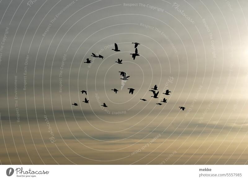 Heading south today wild geese birds Sky Flock of birds Freedom Flight of the birds Migratory bird bird migration Flying Formation flying Migratory birds