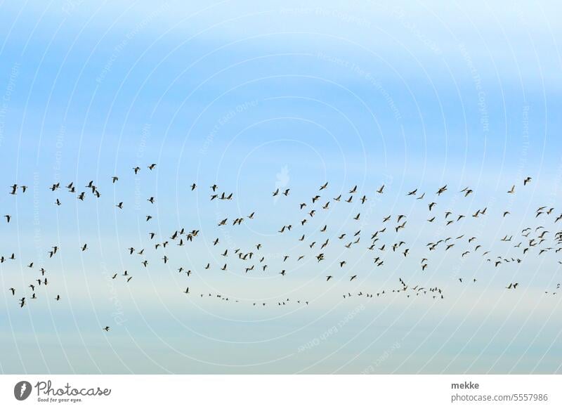 Return from winter vacation wild geese birds Sky Flock of birds Freedom Flight of the birds Migratory bird bird migration Flying Formation flying