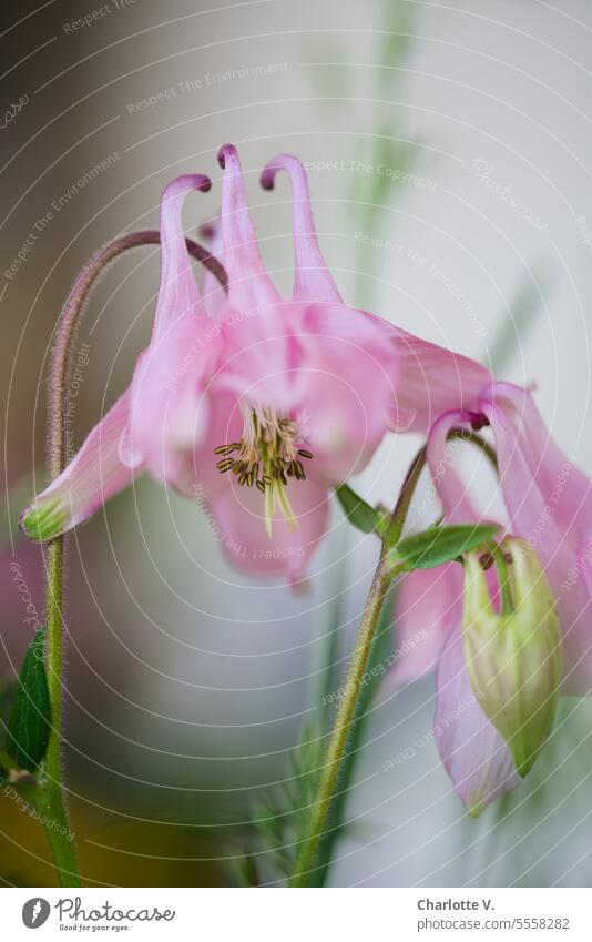 Pink columbine | Aquilegia vulgaris Flower Blossom pink blossom pink columbine Summer Plant flowering plant Nature Colour photo Blossoming Exterior shot Detail