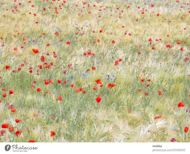 Poppy day with grain Field Grain Grain field Flower meadow wild flowers Meadow Summer cornflowers Cornfield poppies blossoms Red Distributed Wild Muddled