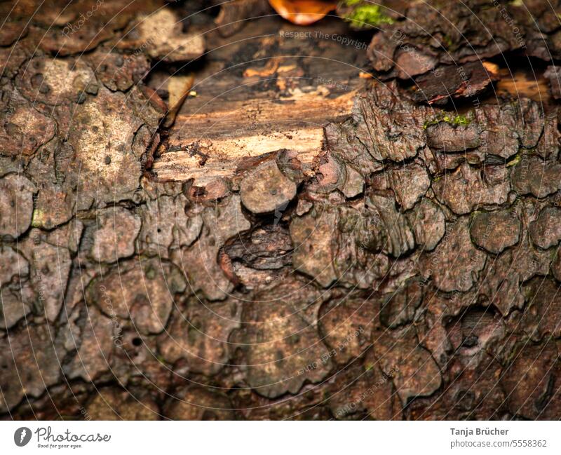 Close up of tree bark/bark of spruce tree Tree bark Spruce Spruce bark Wet bark Wood trunk Tree trunk Forest in the wood naturally Nature tree protection