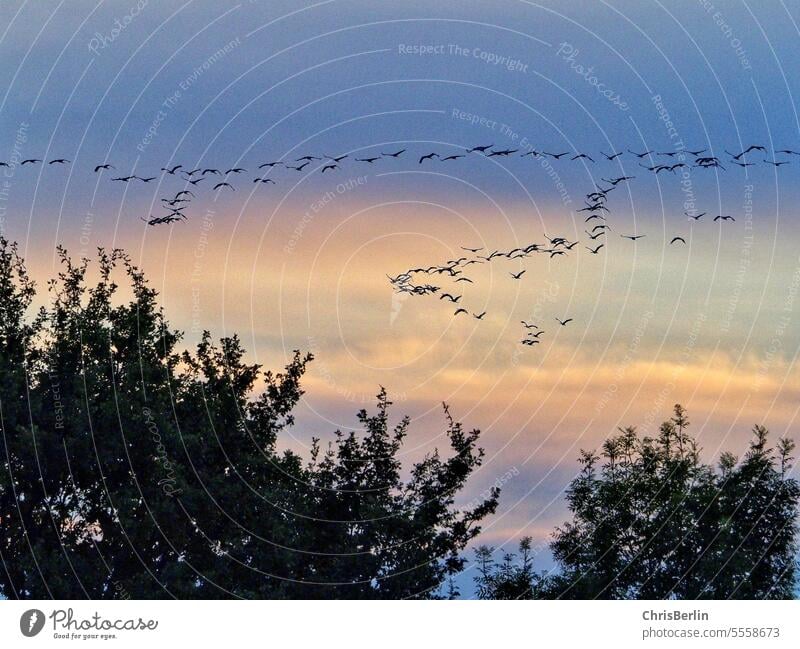 Flock of cranes in the evening sky Crane Cranes Crane in the sky bird migration Nature Migratory birds Sky Flying Flight of the birds Flock of birds Freedom